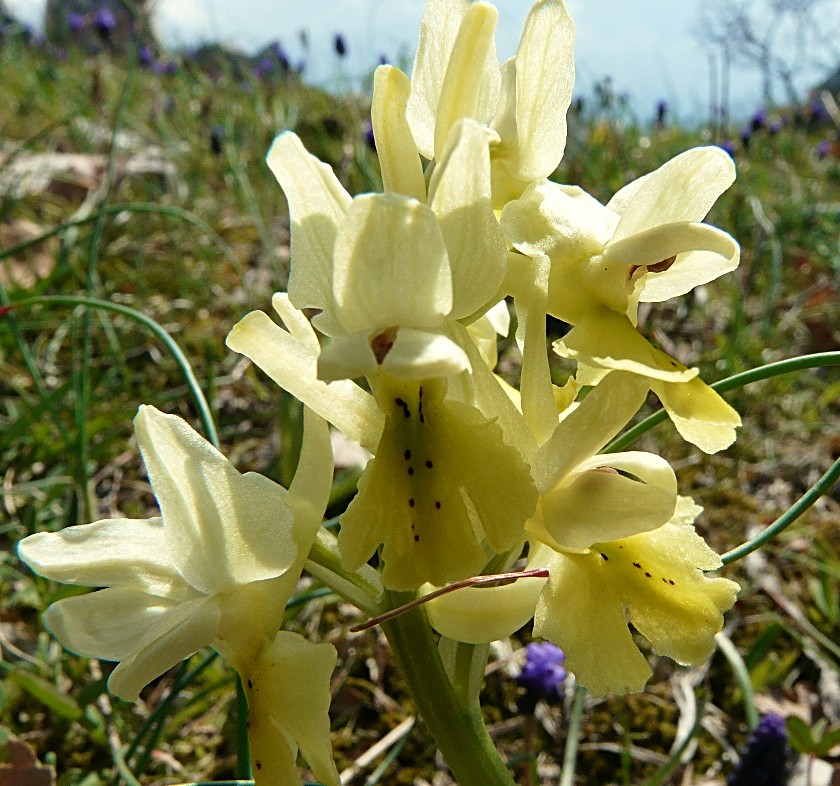 Orchis pauciflora